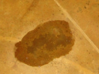 So You’ve Got a Stain… or Do You?