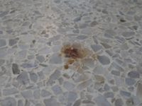 How To Remove A Terrazzo Stain