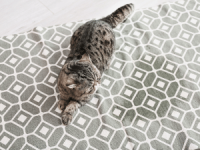 Why Your Carpet Smells and How to Fix It