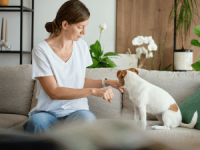 Woman on a living room sofa offering her hand to a small white and brown dog for a handshake.